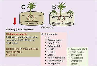 Sugarcane-Legume Intercropping Can Enrich the Soil Microbiome and Plant Growth